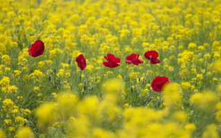 Red yellow flower field autumn - bracha l. ettinger free wallpaper