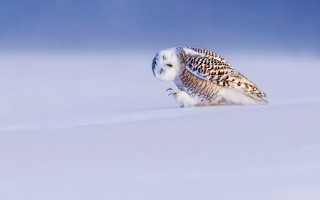 Snowy owl ground snow camera - wildlife photography free wallpaper for desktop