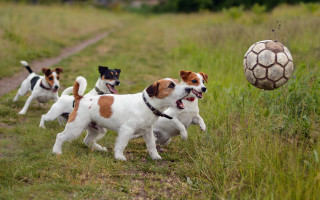 Dogs running field soccer ball 2 - a group of dogs free wallpaper