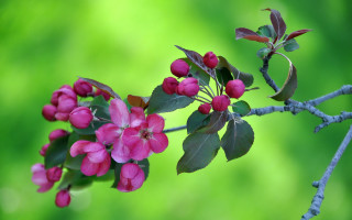Pink flower green leaves macro 11 - green leaf and a blurry background free wallpaper