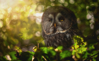 Owl tree bokeh christmas ornaments - an owl free wallpaper