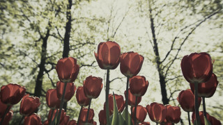Red tulips autumn trees clouds - flavia bloi free wallpaper for desktop
