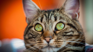 Black cat green eyes blurry 3 - green eye free wallpaper