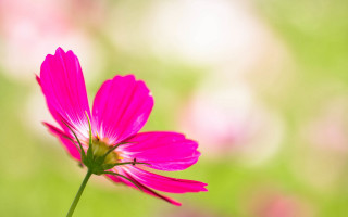Pink flower blurry background macro 2 - a blurry background of grass free wallpaper for desktop