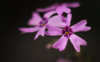 Purple flower yellow center macro 10 - a yellow center in the center free wallpaper