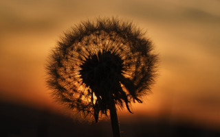 Dandelion sunset macro backlighting female - a dark sky in the background free wallpaper