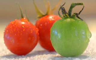 Green tomato red tomato water - a white surface free wallpaper