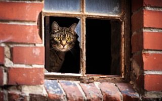 Cat window brick neoplasticism stock - photograph free wallpaper
