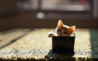 Kitten blackbox curious stilllife 3d - tiny free wallpaper