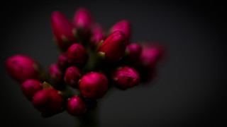 Red rose macro flower shallow - chris friel free wallpaper for desktop