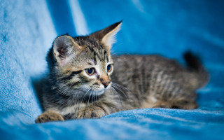 Kitten blue blanket sad focus - a blue blanket free wallpaper