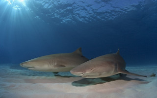 Sharks ocean sand sunbeams underwater - the water surface free wallpaper