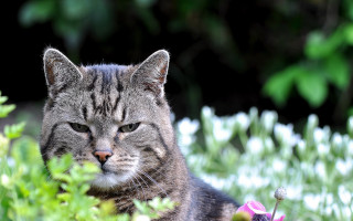 Cat flower field blurry bokeh - a field of flowers and grass free wallpaper