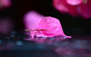 Pink flower water droplets macro 4 - a pink flower free wallpaper for desktop