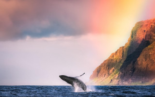 Whale rainbow mountain sunset mystical - a whale free wallpaper