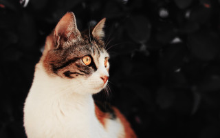 Yellow eyed cat brown white - cat free wallpaper
