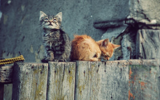 Kittens fence wooden rope outdoors - something free wallpaper