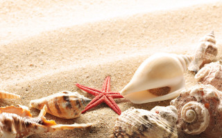 Starfish shells beach sand ocean - a starfish free wallpaper