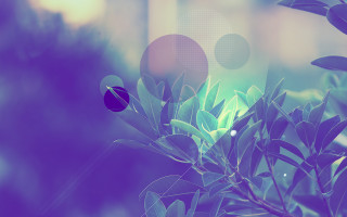 Blurry plant leaves bubbles sky - eden box free wallpaper for desktop