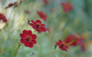 Red flowers bokeh shallow depth - red flower free wallpaper