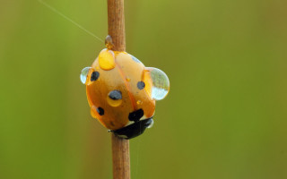 Ladybug dots plant stem green - a plant stem free wallpaper