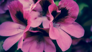 Pink flower green background macro 4 - a pink flower free wallpaper for desktop