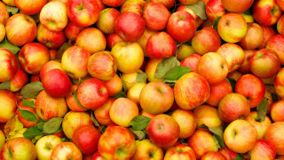 Apples leaves harvest vibrant food - fall vibrancy free wallpaper for desktop