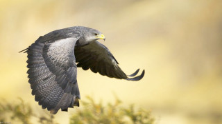 Bird flying wings spread yellow - free bird wallpaper