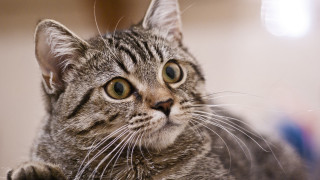 Sad cat looking at camera - sad free wallpaper