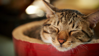 Sleeping cat red bowl head - dof free wallpaper