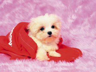 Small white dog red shirt - a small white dog free wallpaper