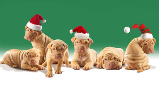 Dogs santa hats green background - a group of dogs free wallpaper