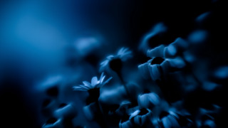 Flowers night blue blurry microscopic - a bunch of flowers free wallpaper for desktop
