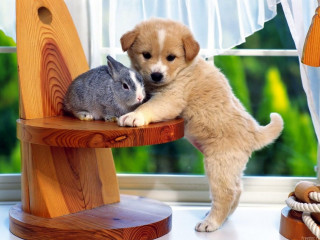 Puppy rabbit sitting on chair - a window in the background free wallpaper