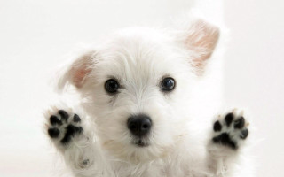Small white dog paws up - a small white dog free wallpaper