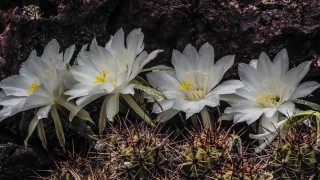 White flower rocky background water - a rocky surface free wallpaper