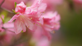 Pink flower closeup blurry background 15 - blurry background of flowers free wallpaper