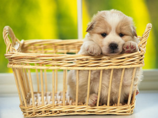 Puppy basket table window green - free animals wallpaper for desktop