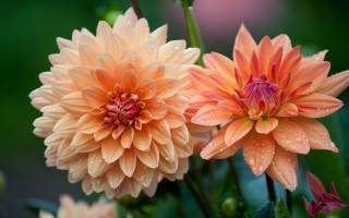 Orange pink flowers water droplets - two flower free wallpaper