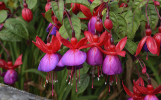 Hanging flowers garden vibrant colours - vibrant colour free wallpaper