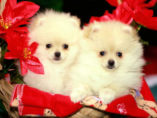 Small white dogs basket red - a basket free wallpaper for desktop