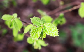 Green leaf butterfly bokeh macro - free nature wallpaper