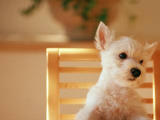 Small white dog wooden chair 7 - a small white dog free wallpaper