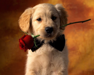 Puppy rose bowtie cute smiling - bernie d’andrea free wallpaper