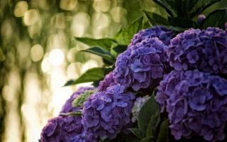 Purple flowers vase sunlight leaves - the leaf free wallpaper for desktop