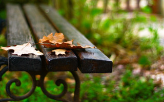 Park bench leaf autumn bokeh - grass and trees free wallpaper