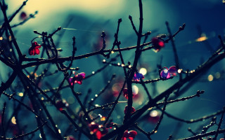 Tree water drops blue sky - drop of water free wallpaper for desktop