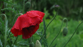 Red flower water droplets macro 27 - a field of grass free wallpaper for desktop