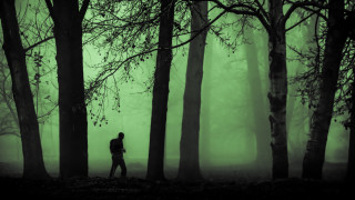 Forest fog green glow silhouette - a green glow free wallpaper