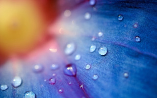 Blue flower water droplets yellow - petal free wallpaper